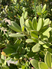 Notholithocarpus densiflorus echinoides