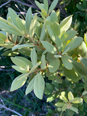 Notholithocarpus densiflorus echinoides