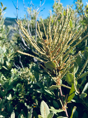 Notholithocarpus densiflorus echinoides