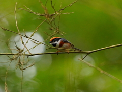 Aegithalos concinnus