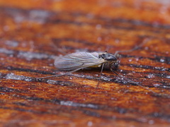 Chironomidae