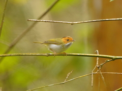 Abroscopus albogularis