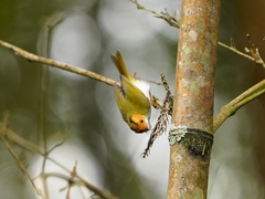 Abroscopus albogularis