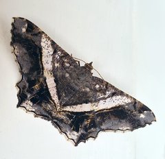 Chiasmia nora
