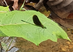 Neurobasis chinensis