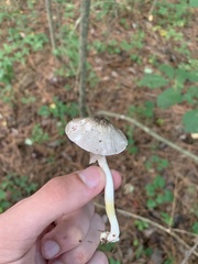 Lepiota atrodisca