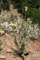 Klasea cerinthifolia
