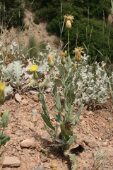 Klasea cerinthifolia