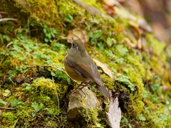 Tarsiger johnstoniae