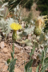 Klasea cerinthifolia