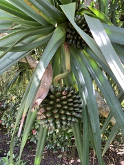Pandanus utilis