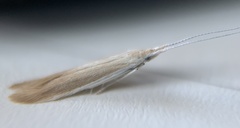 Coleophora cretaticostella