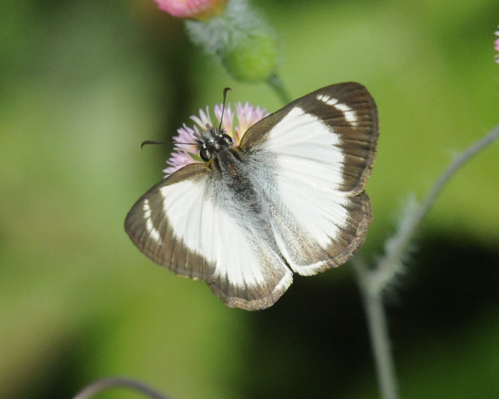 Heliopetes marginata