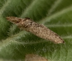 Coleophora cretaticostella