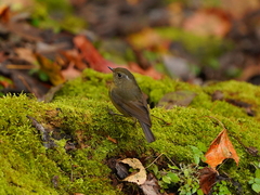 Tarsiger johnstoniae