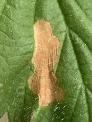 Coleophora cretaticostella