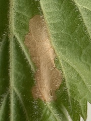 Coleophora cretaticostella