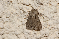 Acronicta psi