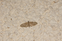 Eupithecia dodoneata