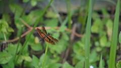Rhyothemis obsolescens