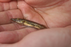 Esox americanus