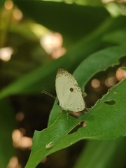 Neopithecops zalmora