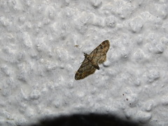 Gymnoscelis rufifasciata