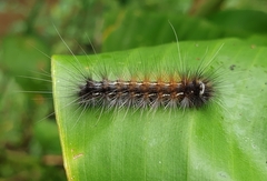 Creatonotos