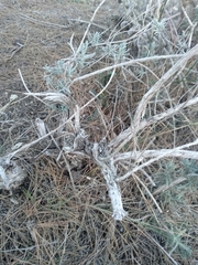 Lavandula dentata