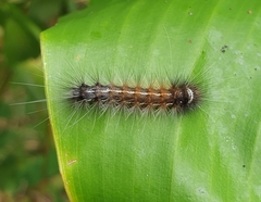 Creatonotos