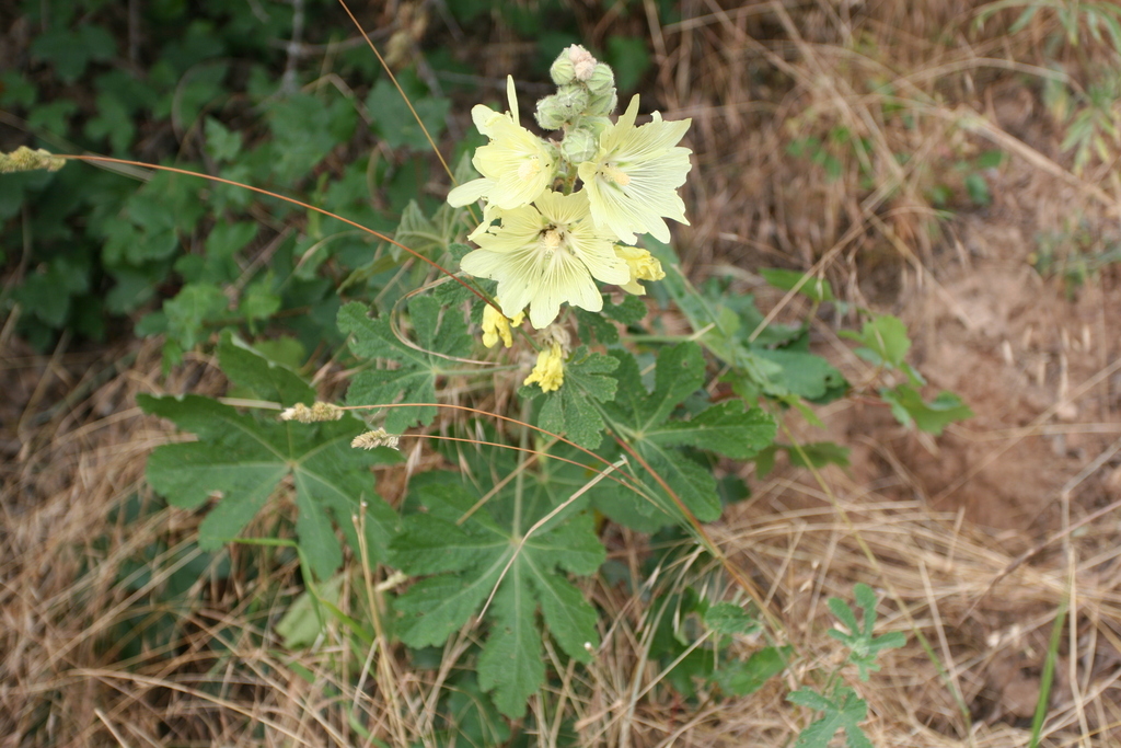 Yellow-flowered hollyhock