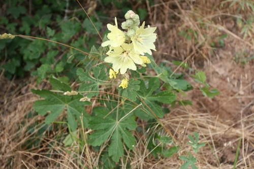 Alcea sulphurea