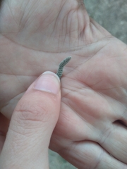 Lavandula dentata
