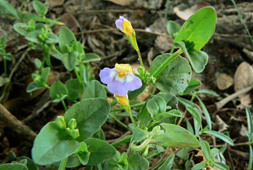 Torenia maculata (Torenia maculata)