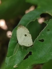 Neopithecops zalmora