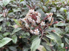 Photinia × fraseri