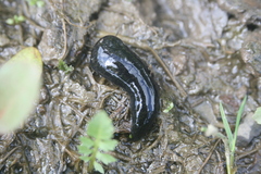 Haemopis