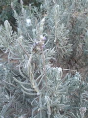 Lavandula dentata