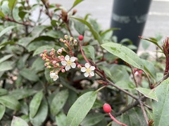 Photinia × fraseri