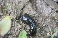 Haemopis