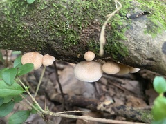 Crepidotus mollis