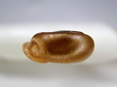 Daedalochila jacksonii