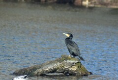 Phalacrocorax carbo