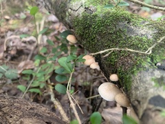 Crepidotus mollis