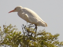 Bubulcus ibis