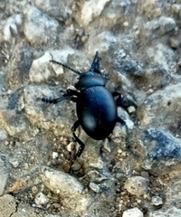 Timarcha tenebricosa