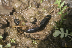 Haemopis