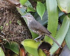 Campylorhynchus turdinus