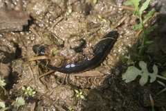 Haemopis