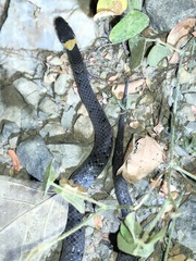 Pareas margaritophorus